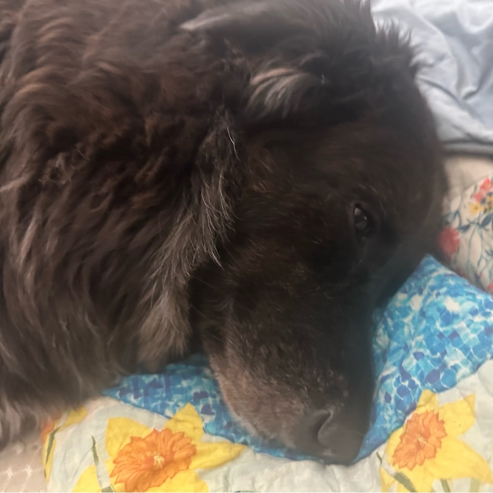 Cozy Spike Black Dog Starry Nite Blanket